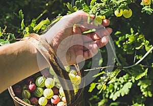 Man's hand picking and putting ripe gooseberies to birchbark basket full of berries in garden on sunny summer day photo