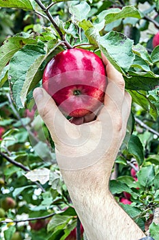 Man`s hand picks beautiful red apple from the tree