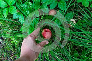 A man`s hand picks up a ripe apple from the grass in the garden. The concept of a eco-friendly food. Top view