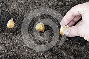 man's hand planting garlic in the vegetable garden. growing garlic at home
