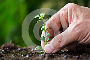 Man's Hand Planting Small Tree On Ground