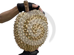 A man's hand raises a large durian fruit on a white background