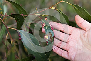 Man's Hand Revealing Red Galls of Pontania Proxima on Green Leaf