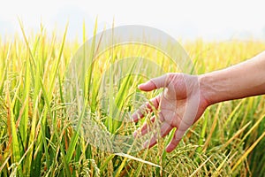 Man's hand with rice field.