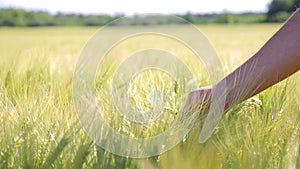 A man`s hand rips a spike from a rye field. Sunny day