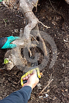 A man`s hand saws the roots of a huge stump for uprooting