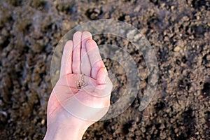 man`s hand with seeds for planting in the garden. spring sowing of vegetable seeds