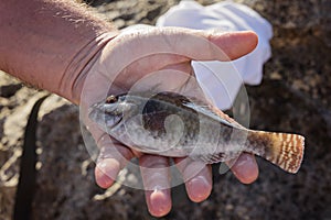 Man`s hand with a small fish