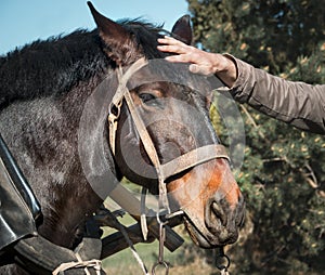 Man`s hand strokes the horse`s head harnessed knot bridle