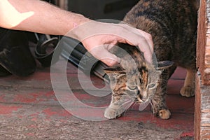 Man`s hand stroking the cat on the farm.