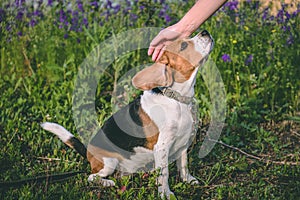 a man`s hand stroking a dog