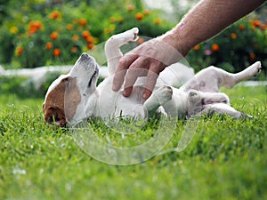 A man`s hand is stroking  dog