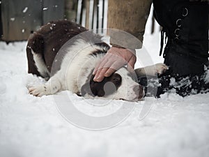 A man`s hand is stroking a dog frozen