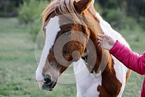 Woman`s hand stroking the horse. The horse looks incredulous. Pet lover