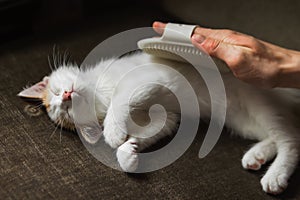 Man's hand takes care of cat's combing with hand rubber glove at home. White and red kitten lies and enjoys of