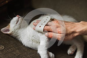 Man's hand takes care of cat's combing with hand rubber glove at home. White and red kitten lies and enjoys of