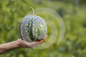 Man\'s hand taps on watermelon -ripeness by sound. Citrullus lanatus. checking holding small fresh Sweet delicious frui