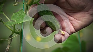 A man`s hand tears a cucumber in a greenhouse