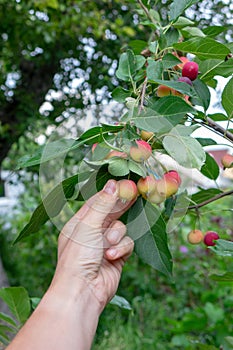 The man`s hand tears off the organic paradise apple in the garden on a summer day