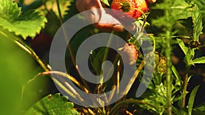 A man`s hand tears a red strawberry from a bush. close-up. a farmer harvests a ripe berry. gardener`s hand picked