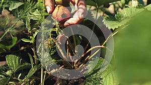 A man`s hand tears a red strawberry from a bush. close-up. a farmer harvests a ripe berry. gardener`s hand picked