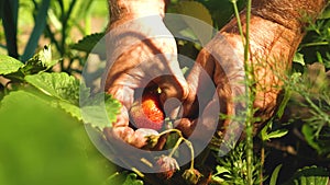 A man`s hand tears a red strawberry from a bush. close-up. a farmer harvests a ripe berry. gardener`s hand picked