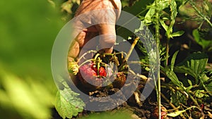 A man`s hand tears a red strawberry from a bush. close-up. a farmer harvests a ripe berry. gardener`s hand picked