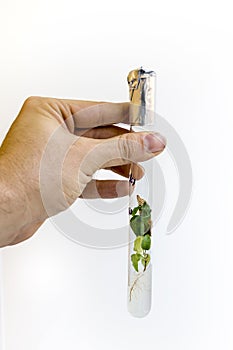 Man`s hand with a test tube with in vitro cloned microplants