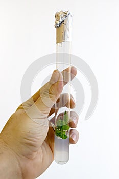 Man`s hand with a test tube with a in vitro cloned microplants