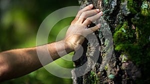 A man& x27;s hand touch the tree trunk close-up. Bark wood.Caring for the environment. The ecology concept of saving the