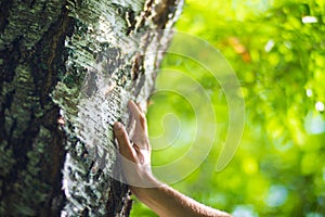 A man& x27;s hand touch the tree trunk close-up. Bark wood.Caring for the environment. The ecology concept of saving the