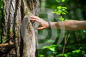 A man& x27;s hand touch the tree trunk close-up. Bark wood.Caring for the environment. The ecology concept of saving the