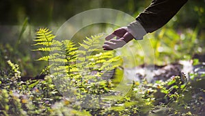 A man& x27;s hand touches a fern in the forest. Caring for the environment. The ecology the concept of saving the world