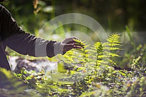 A man& x27;s hand touches a fern in the forest. Caring for the environment. The ecology the concept of saving the world