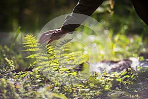 A man's hand touches a fern in the forest. Caring for the environment. The ecology the concept of saving the world