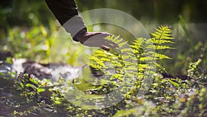 A man's hand touches a fern in the forest. Caring for the environment. The ecology the concept of saving the world