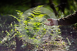 A man's hand touches a fern in the forest. Caring for the environment. The ecology the concept of saving the world