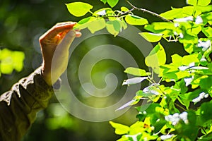 A man's hand touches a tree branch with foliage. Caring for the environment. The ecology the concept of saving the