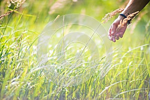 A man's hand touches a tree branch with foliage. Caring for the environment. The ecology the concept of saving the