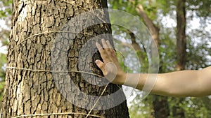 A man`s hand touches a tree`s close-up, bark of a tree is close-up