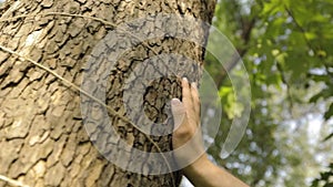A man`s hand touches a tree`s close-up, bark of a tree is close-up