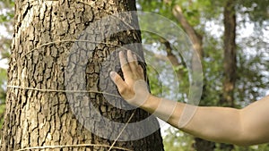 A man`s hand touches a tree`s close-up, bark of a tree is close-up