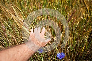 A man's hand touching ears of grain
