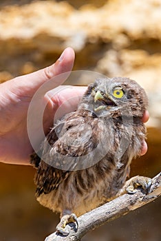 Man`s hand touching little owl or Athene noctua