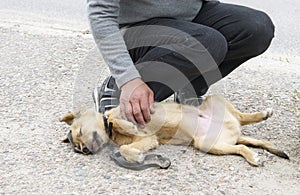 Man's hand touching a sick dog