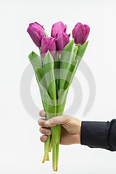 Man`s hand with tulip bouquet, over white background. Gift on 8 march, international womens day