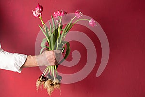 A man's hand in a white shirt holds a bouquet of pink tulips