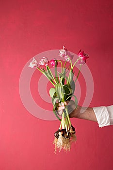 A man's hand in a white shirt holds a bouquet of pink tulips with bulbs