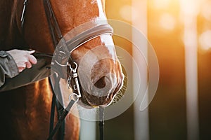 Man`s hands adjust the straps on the bridle worn on the muzzle of a bay horse, illuminated by sunlight on a summer day. Equestria