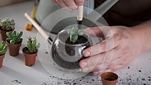 Man's hands embed a Lophophora, spineless, button-like cacti in soil.